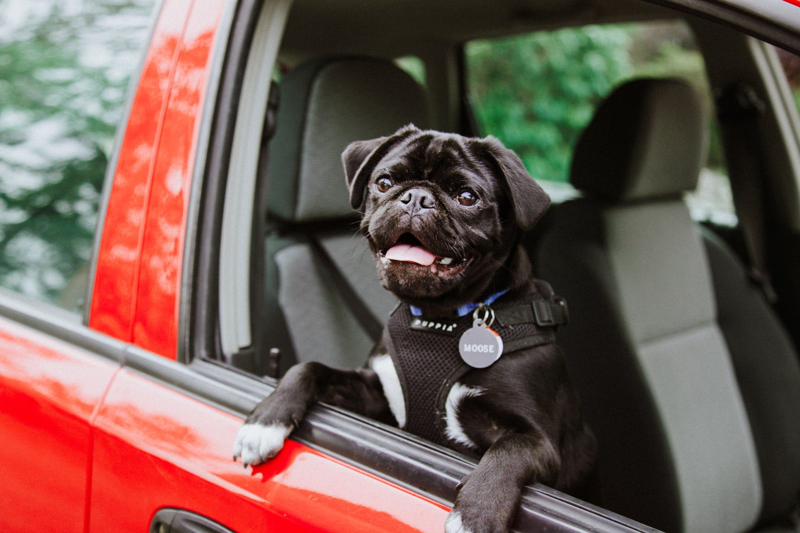 Safety Tips For Dogs Riding In Cars
