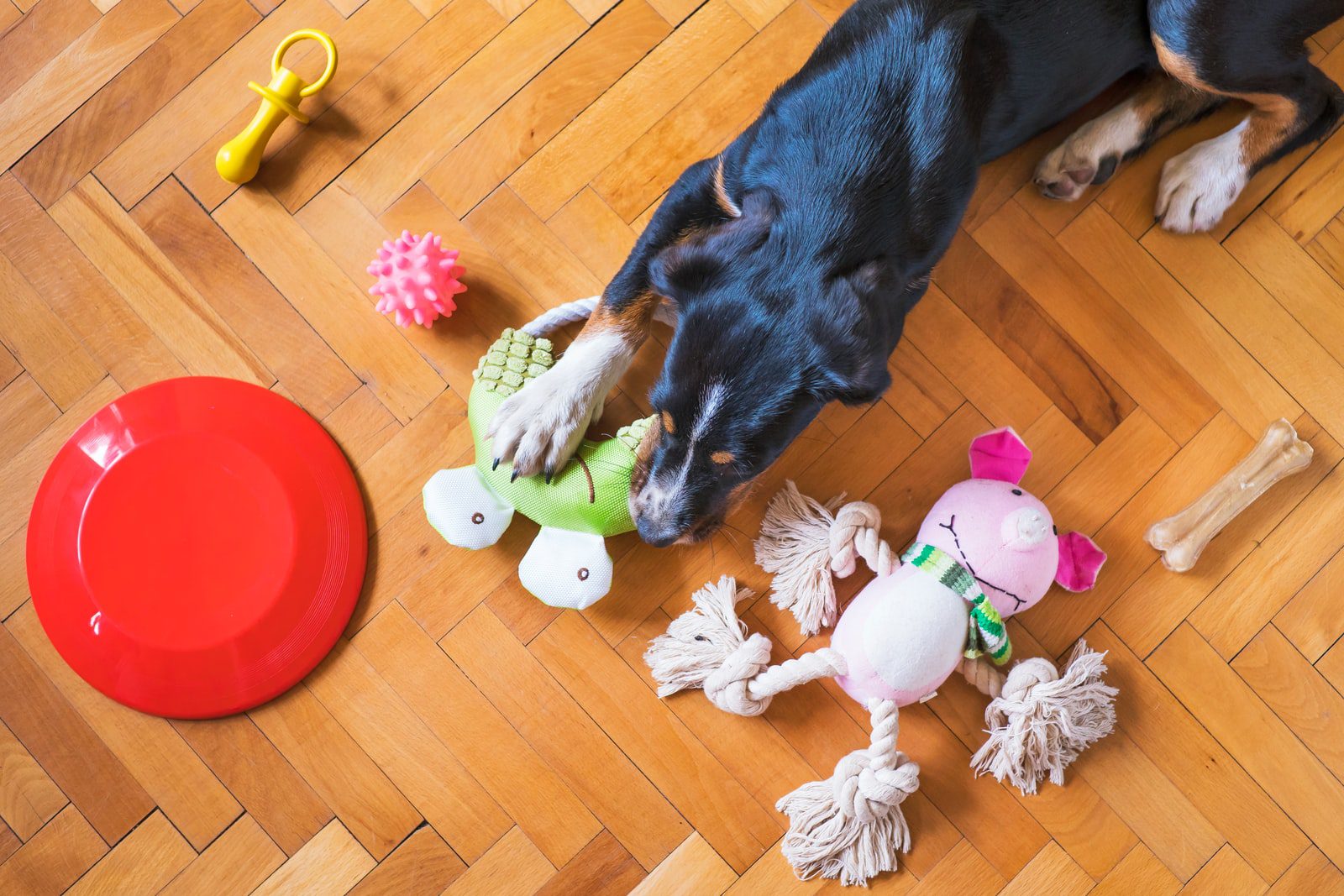 8 Essential Products Every Dog Owner Should Own