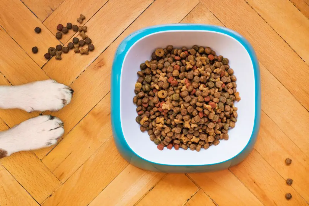 How to Choose Dog Food