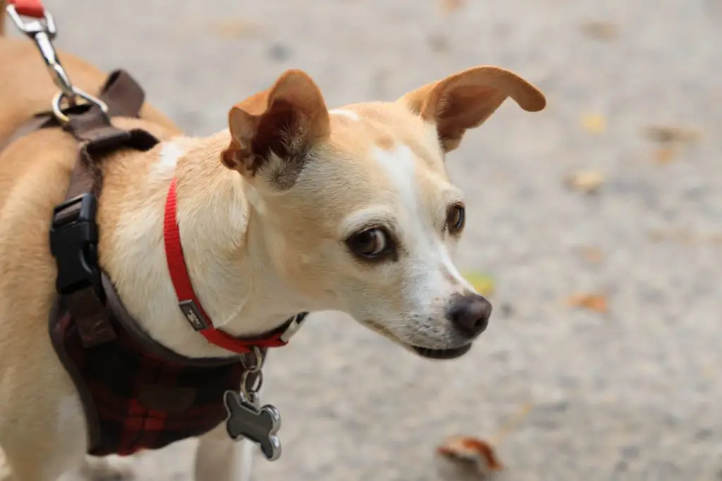 Best Leather Dog Leash