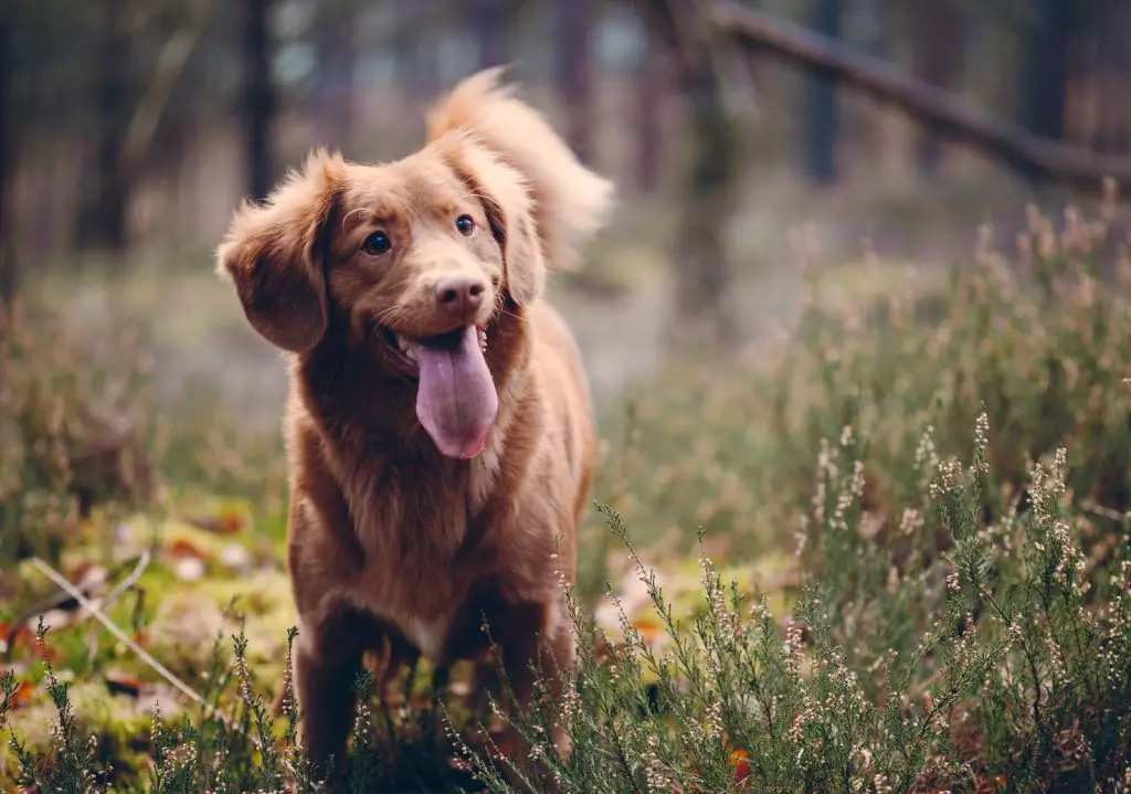 Best Dog Repellent For Cyclists