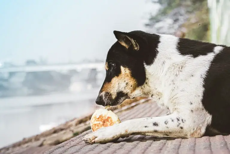 Things You Probably Didn’t Know About Can Dogs Eat Cantaloupe