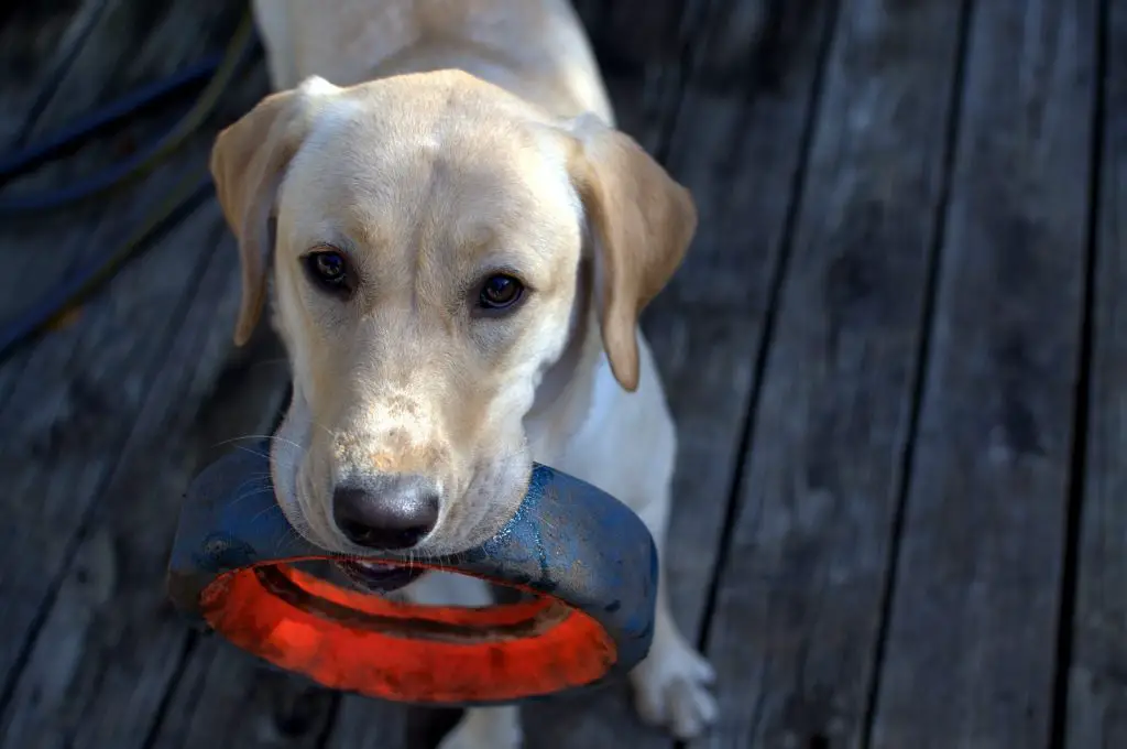 Safe, Interactive Dog Toys and Chews Veterinarians Recommend