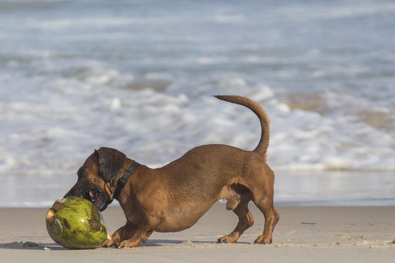 Little-Known Factors About Can Dogs Eat Coconut? Best Ever Guide