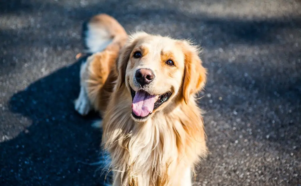 Golden Retriever Kennels, Houses and Crates