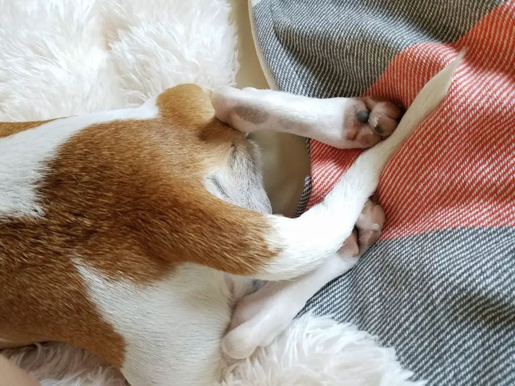 Why Do Dogs Tuck Their Tails?