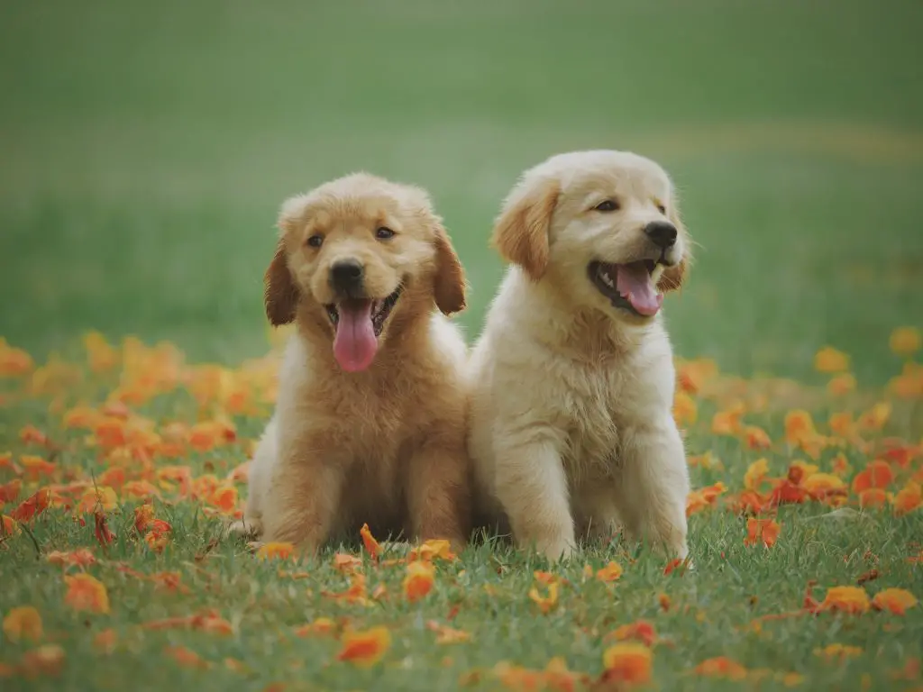 Goods for Golden Retriever Puppies