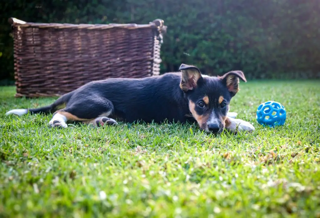 Safe, Interactive Dog Toys and Chews Veterinarians Recommend