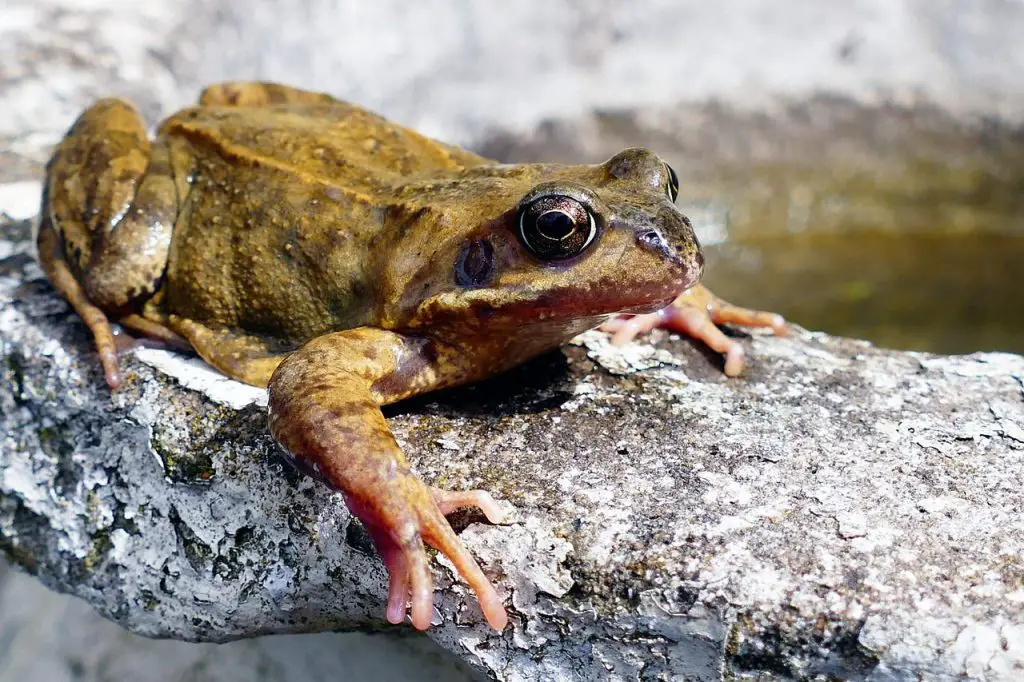 If your dog has been playing in the backyard a lot, then chances are that it may have bit a frog accidentally. This gets your wondering what happens when a dog bites a frog.