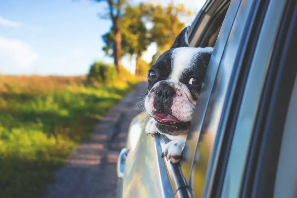 How to Afford a Dog-Friendly Trip after Lockdown