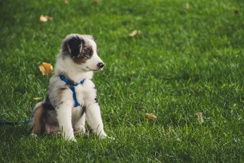 Best Small Dog Harnesses