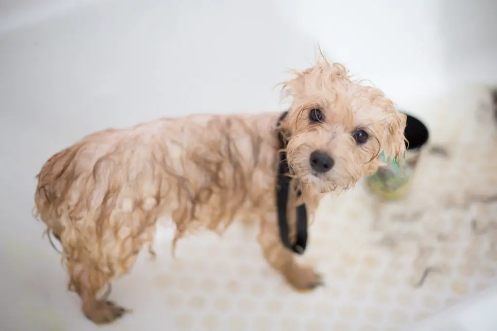 How Often Should You Wash Your Dog?