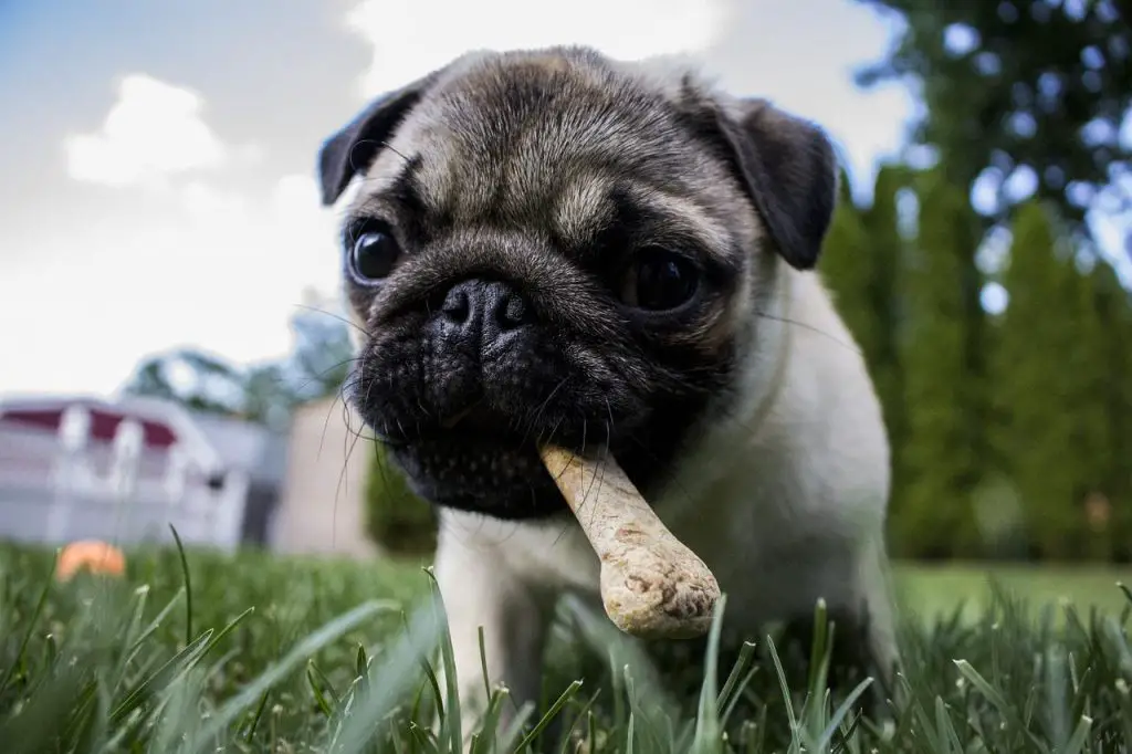 Can Dogs Eat Chicken?