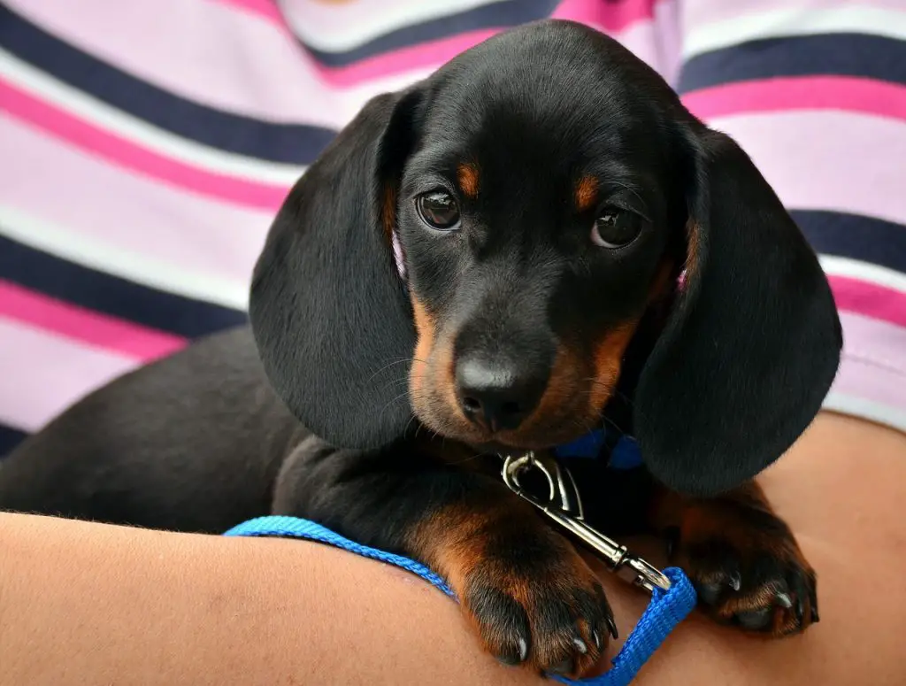 Dachshund Best Houses, Kennels, and Crates