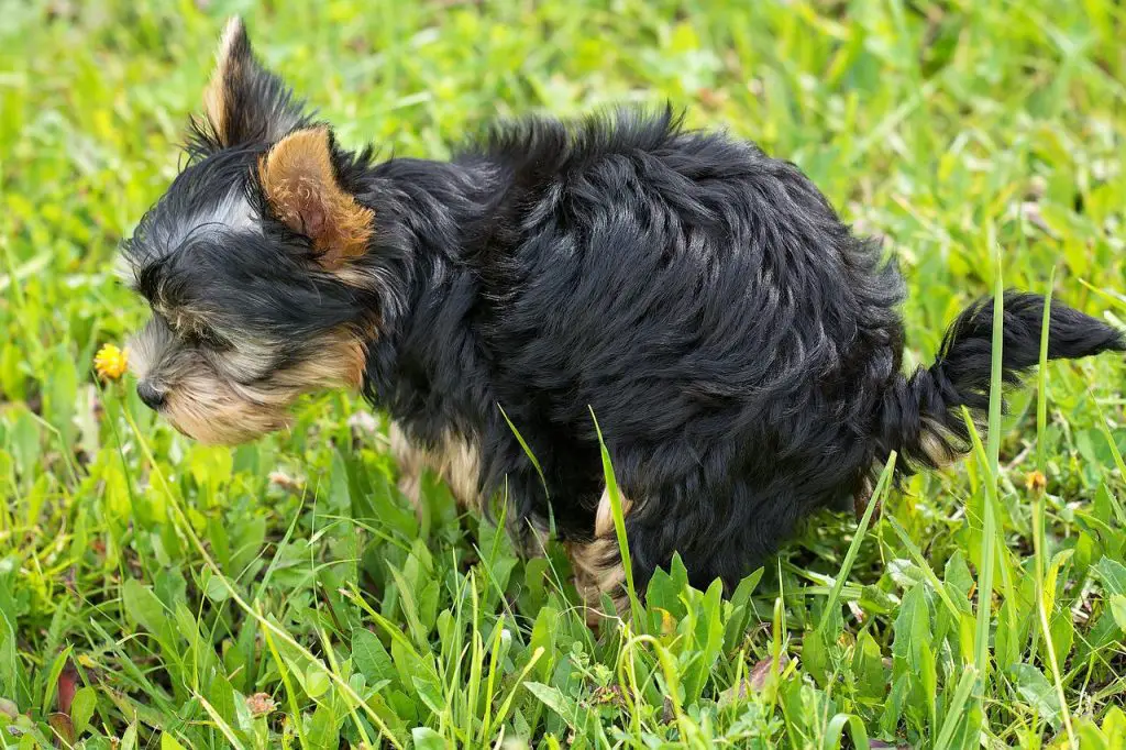 Why Is My Puppy Pooping So Much?