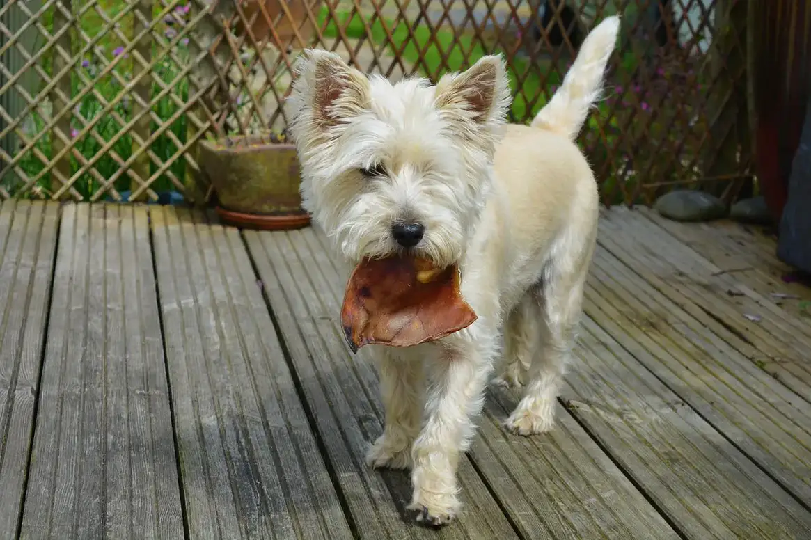 Can Dogs Eat Ham? Hammer Your dog’s Ham Diet!