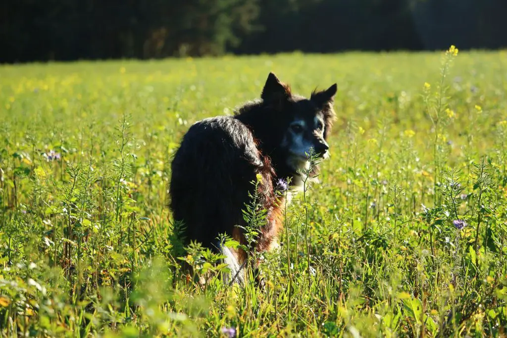 What Happens If A Dog Eats A Bee?