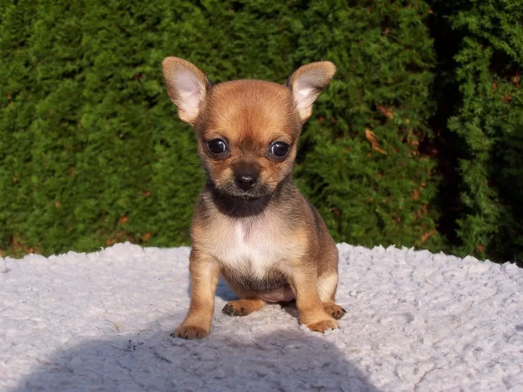 Why Do Chihuahuas Bark A Lot?