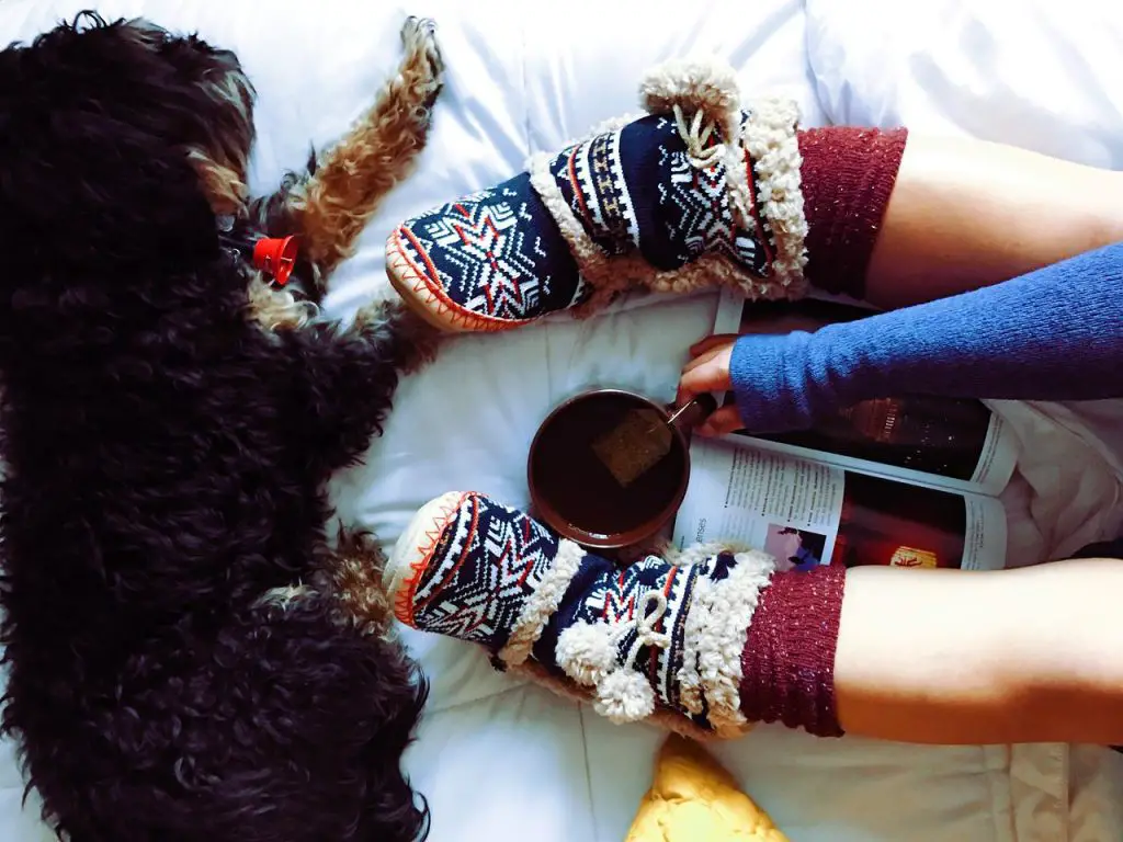 5 Best Dog Booties For Hardwood Floors