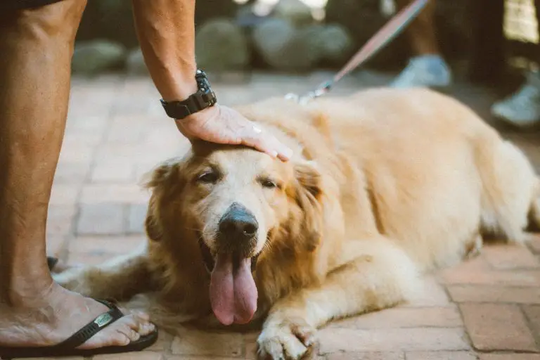 What you Should Know About Dog Care in 2022?