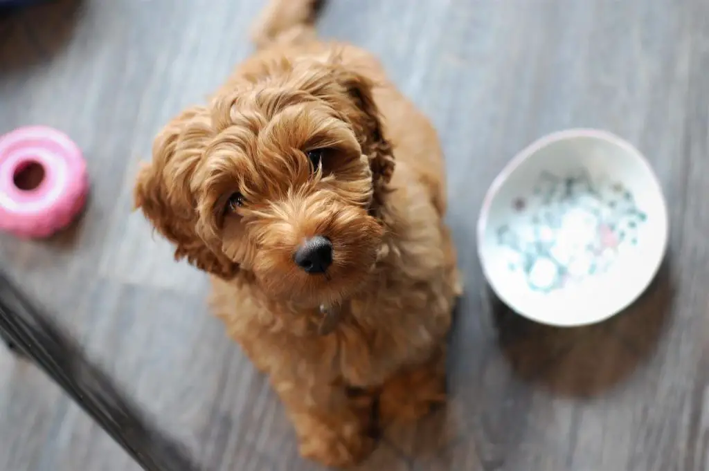 Best Dog Food For Labradoodles