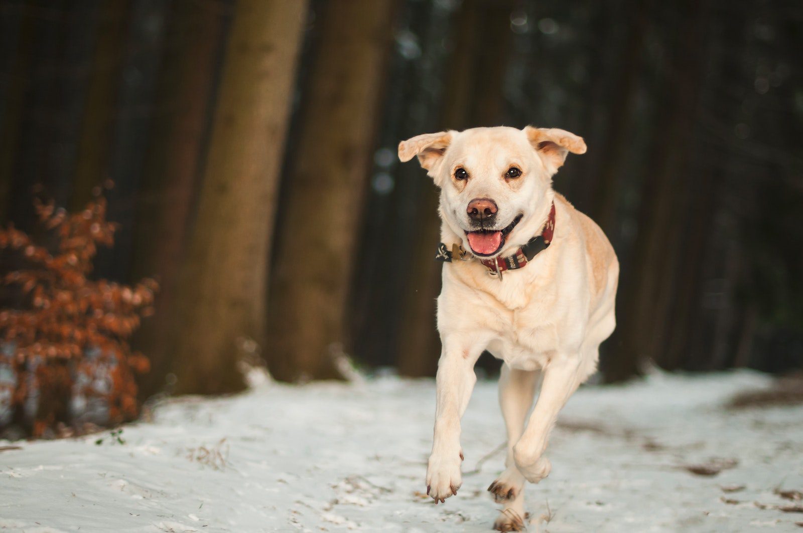 Winter Holiday Hazards for Dogs
