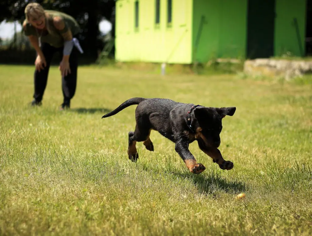 Why Do Dogs Chase Squirrels?