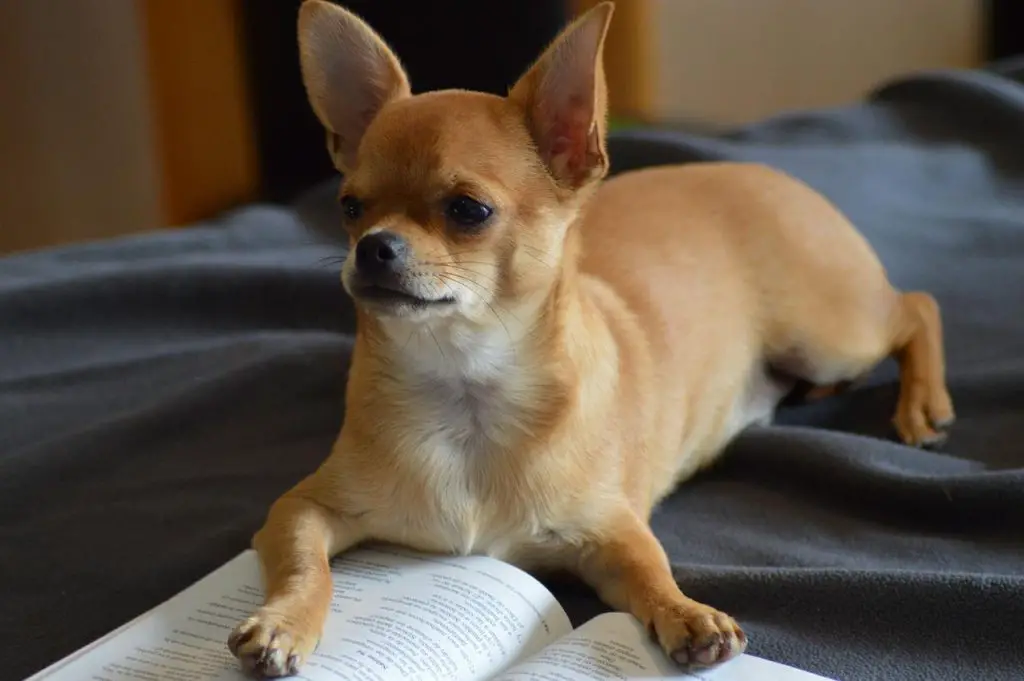 Why Do Chihuahuas Bark A Lot?