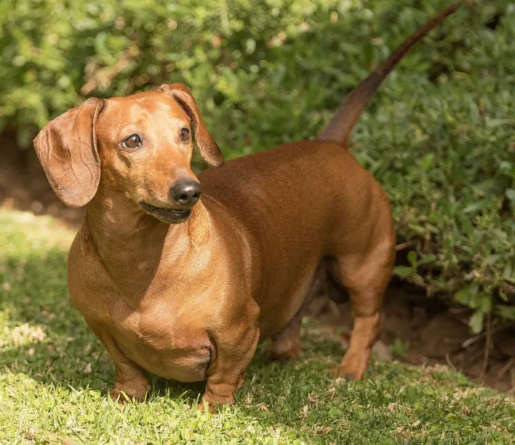 Dachshund Best Houses, Kennels, and Crates