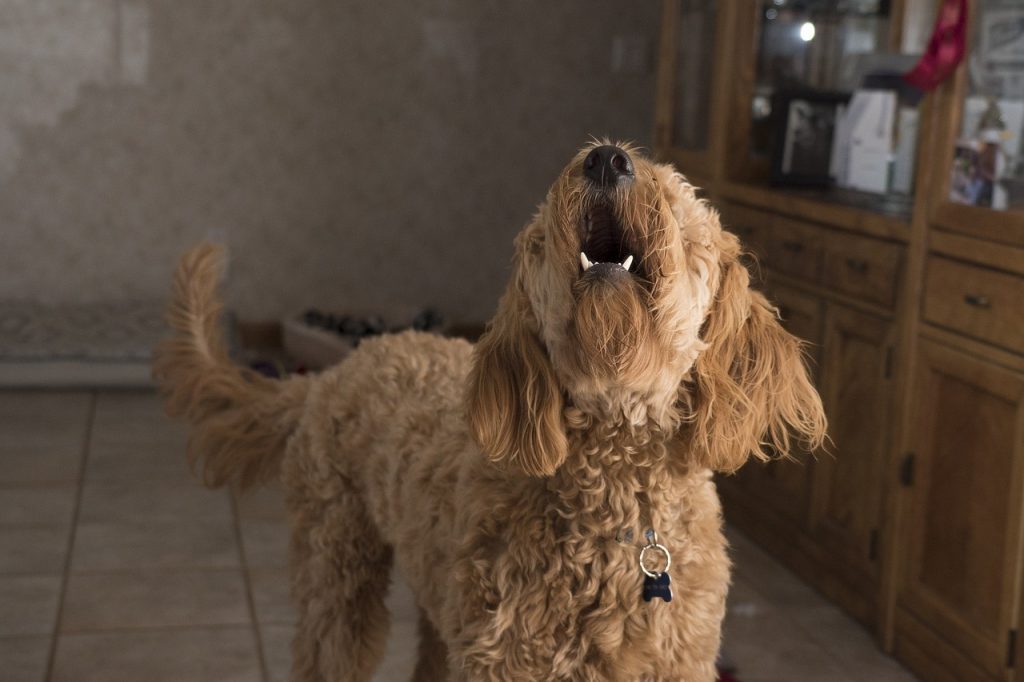 The Ultimate Guide To The Best Device To Stop Dog Barking