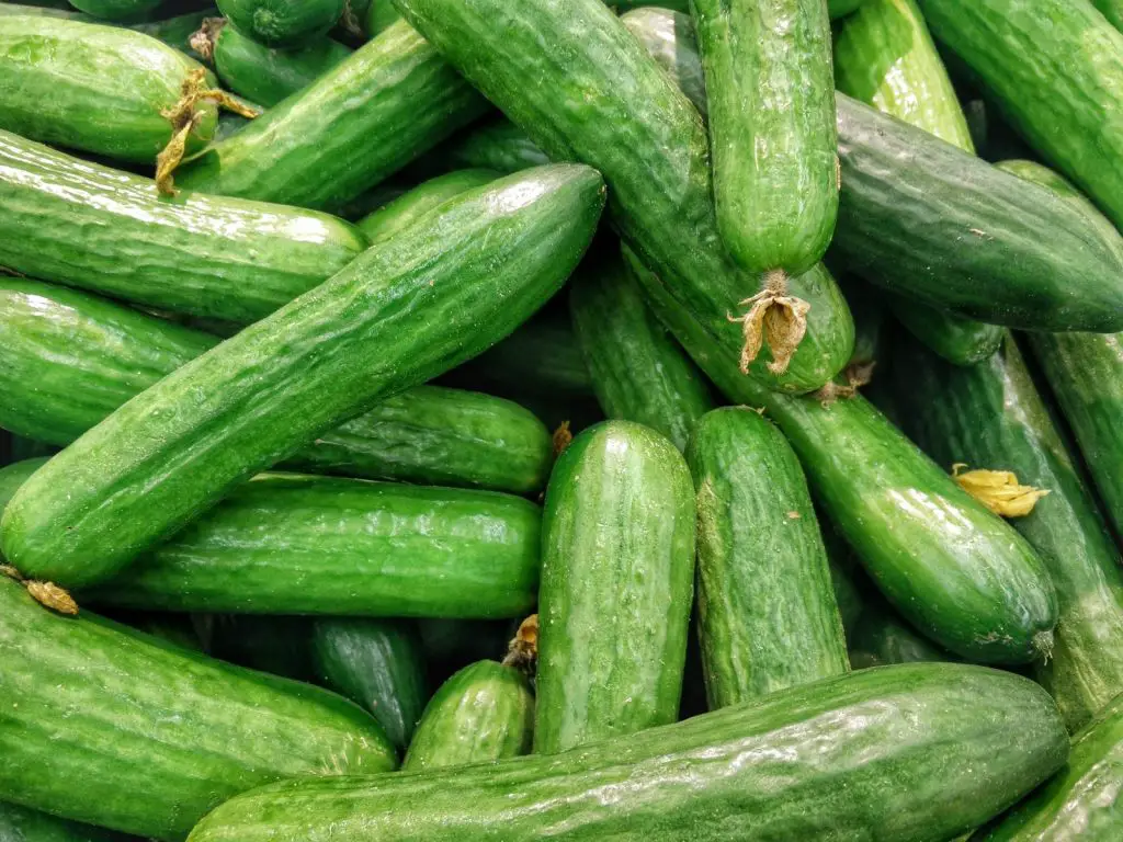 Can dogs Eat Cucumbers?