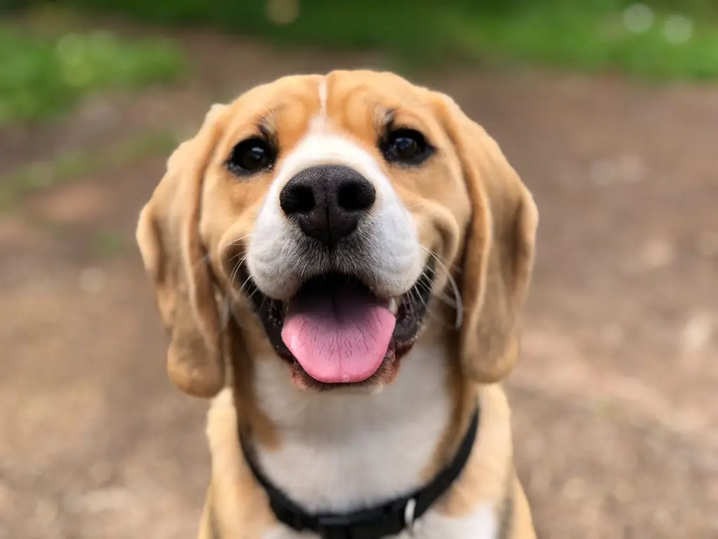 Can Dogs Eat Oatmeal