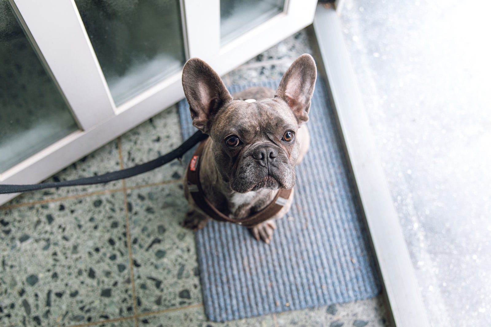 Best Outdoor Doormat for Dogs