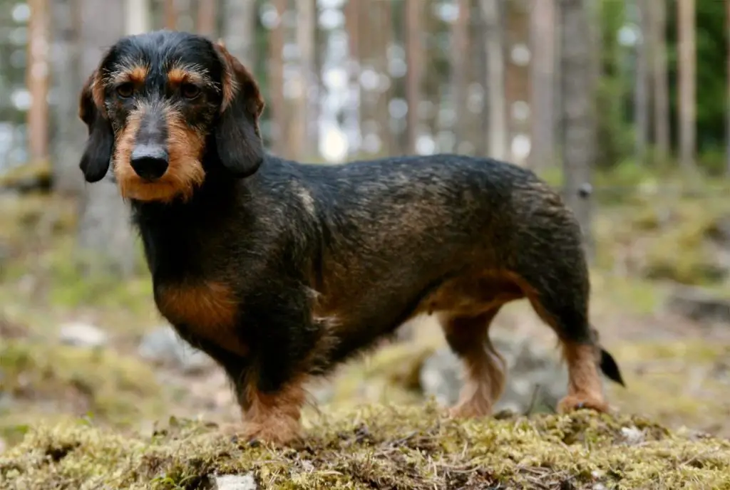 Dachshund Best Houses, Kennels, and Crates