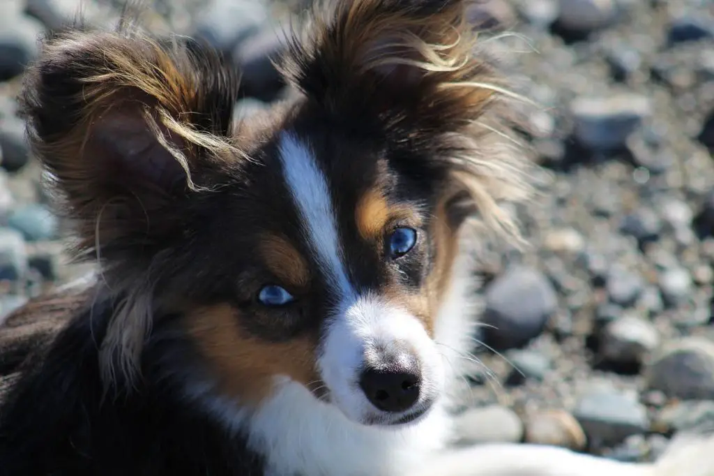 How Big Do Toy Aussies Get?