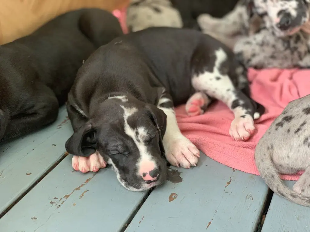 How Much Do Great Dane Puppies Cost?