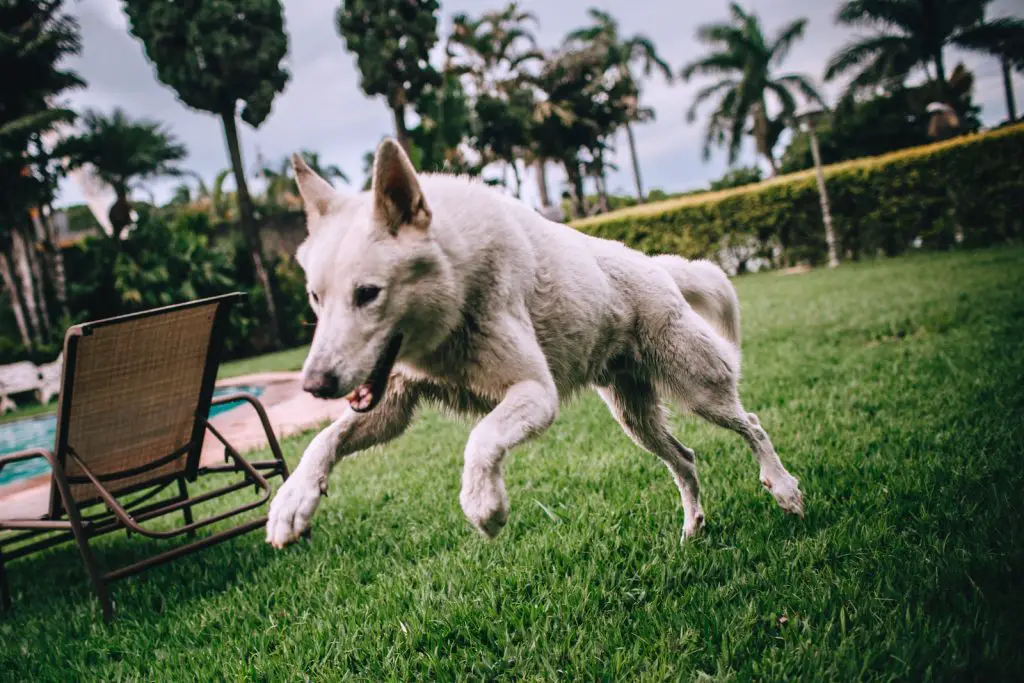 Why Do Dogs Chase Squirrels?