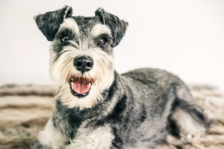 How Much Does A Miniature Schnauzer Cost?
