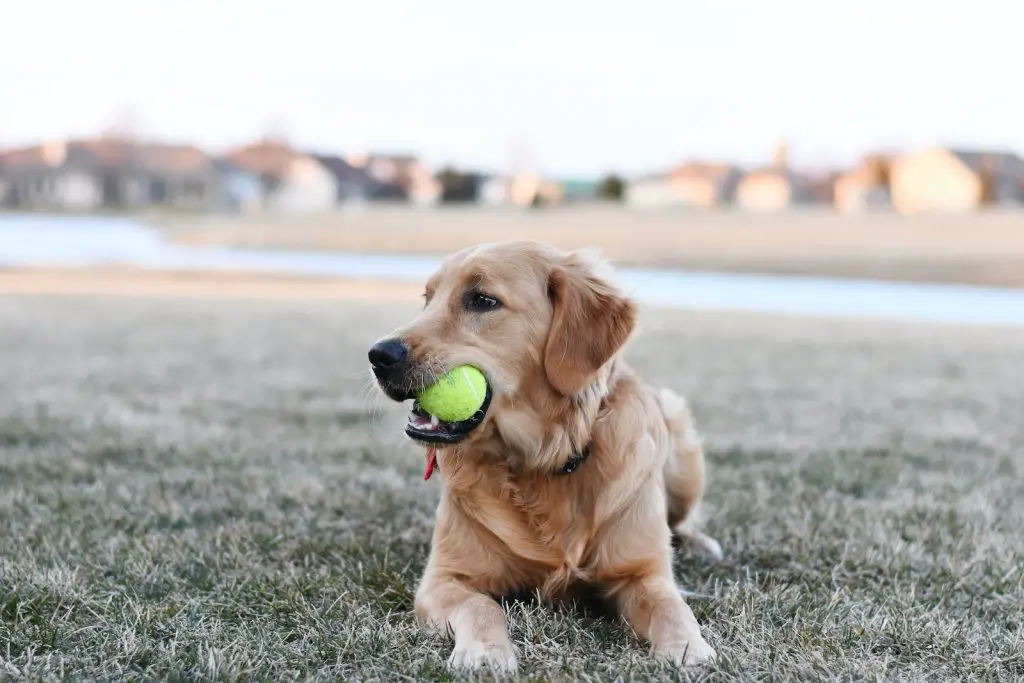 Goods for Golden Retriever Puppies