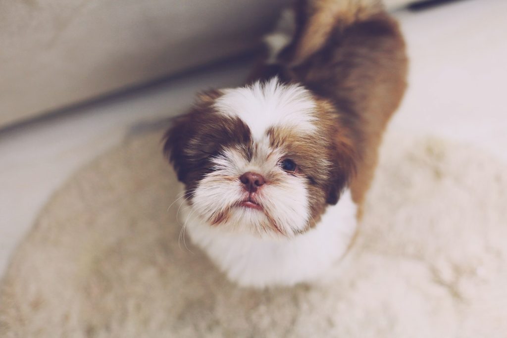 Shih Tzu Best Houses, Kennels, and Crates