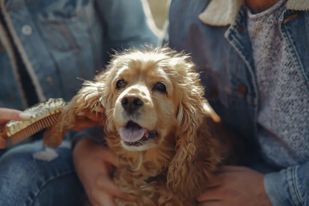 Why is My Dog Losing Hair?