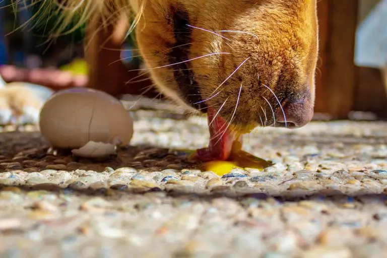 The Minimalist Guide to Can Dogs Eat Eggs?