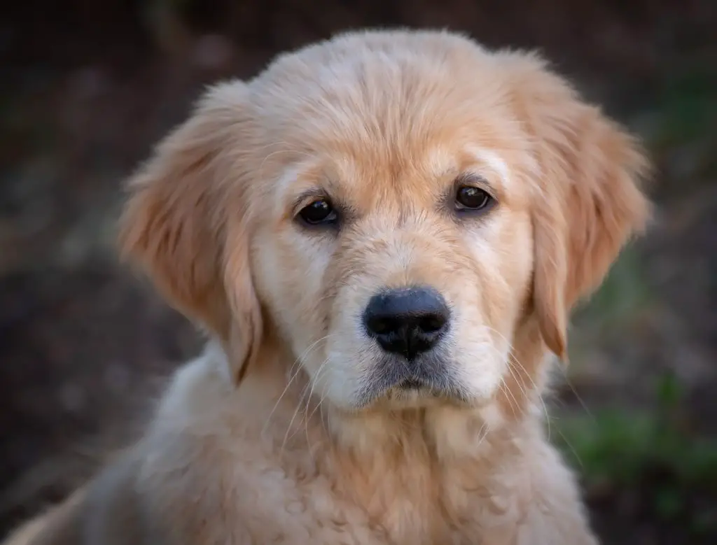 Golden Retriever Kennels, Houses and Crates