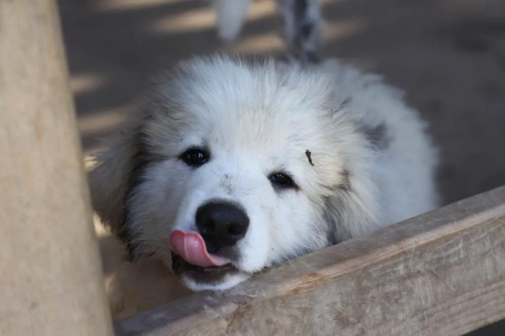 Best Dog Food For Great Pyrenees