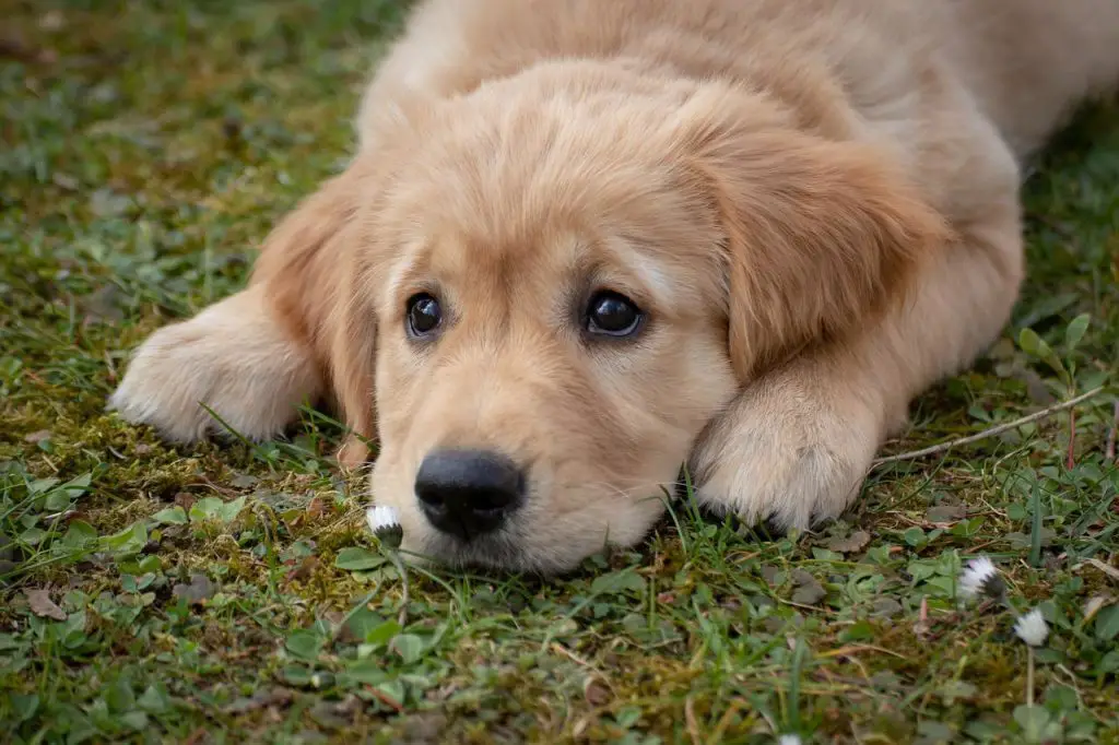 Golden Retriever Kennels, Houses and Crates