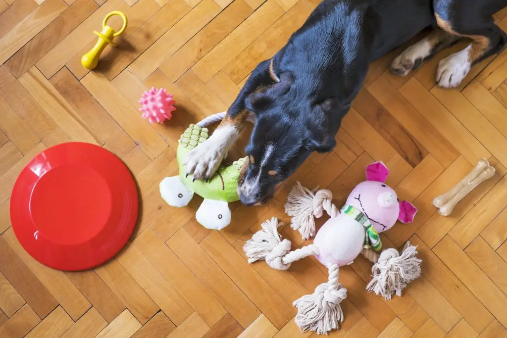 Best New Dog Toys