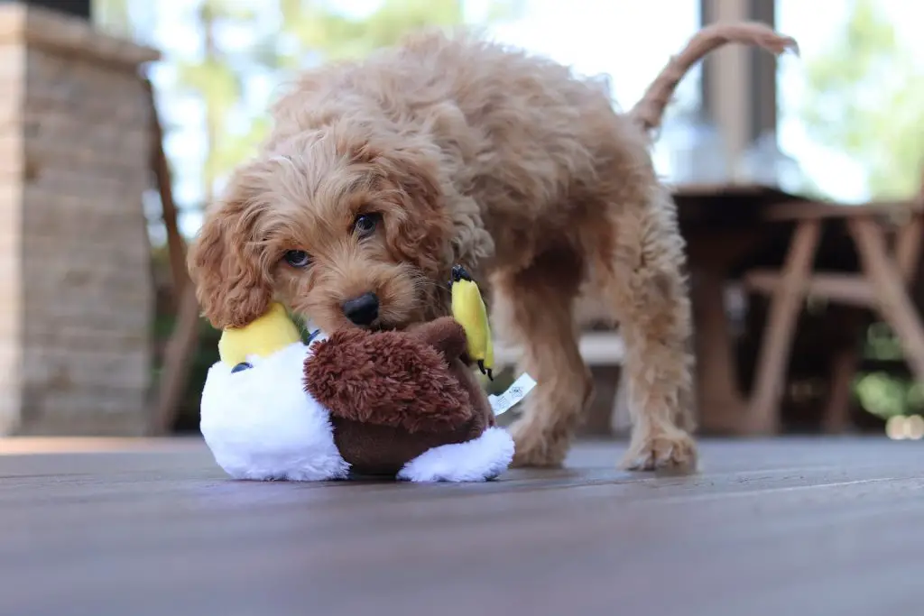 Best Dog Food For Toy Poodles