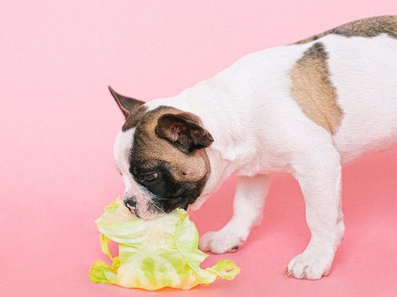 Can My Dog Eat Cabbage?