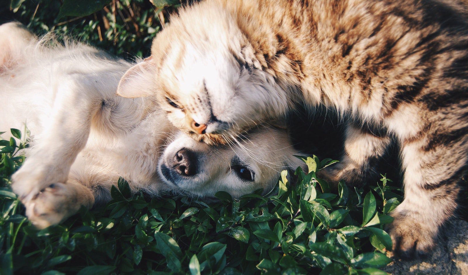 Why Dogs Make Better Pets Than Cats