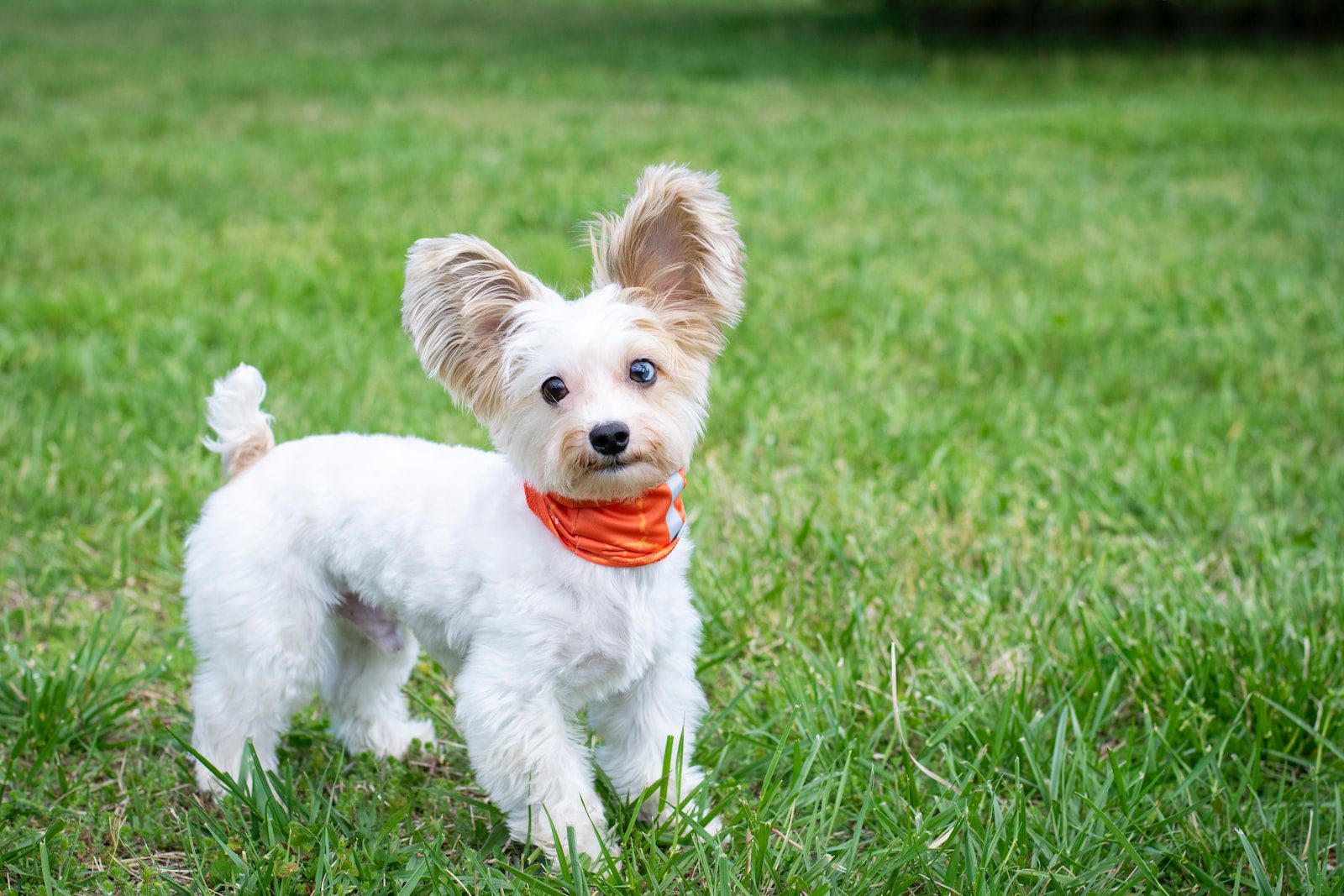 Best Wireless Fence For Small Dogs